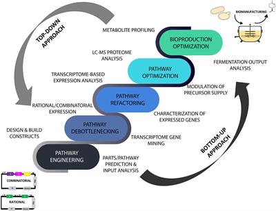 Streamlining Natural Products Biomanufacturing With Omics and Machine Learning Driven Microbial Engineering